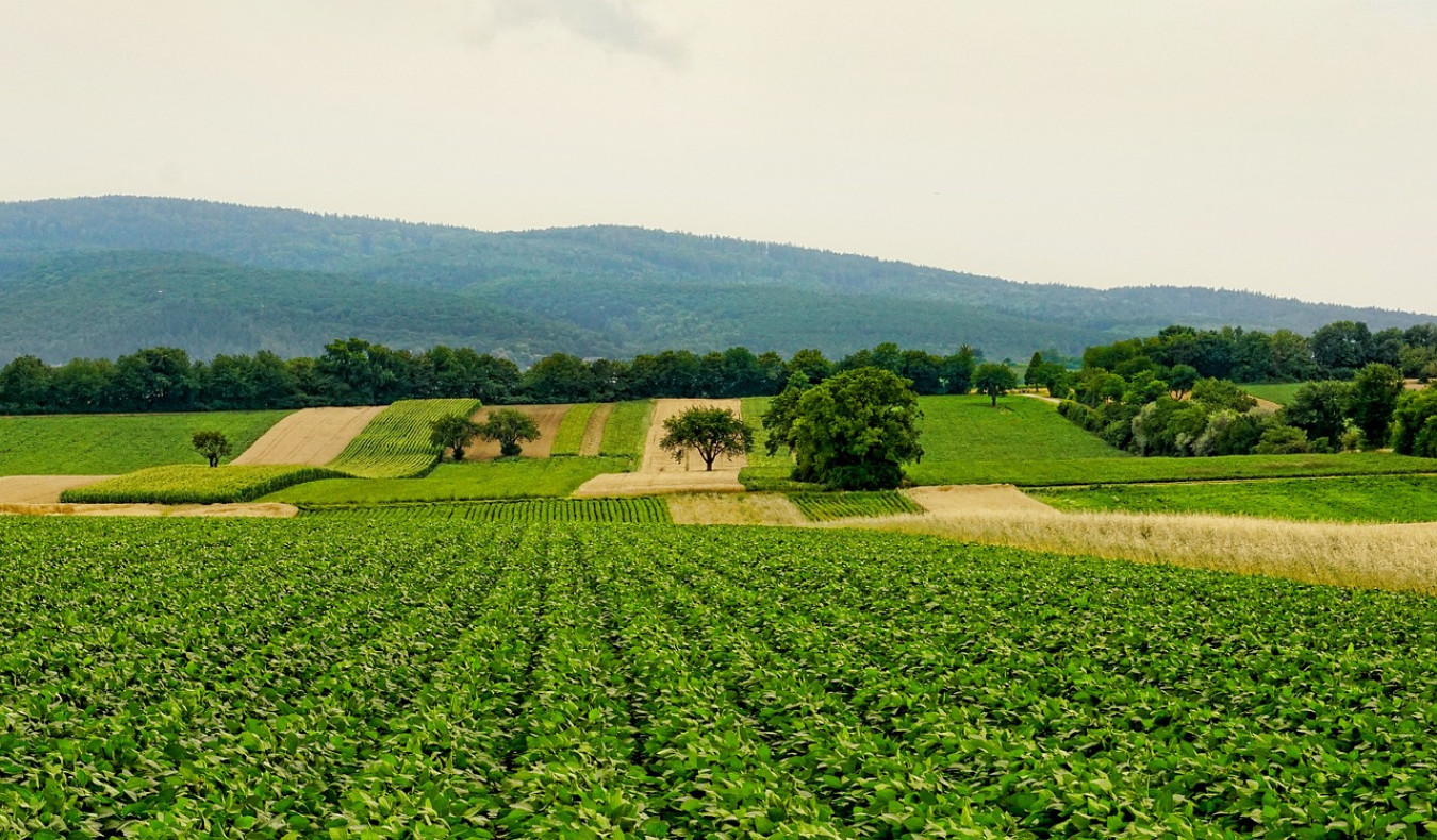 Agricultura regenerativa- ¿Se deben arar o no los campos?