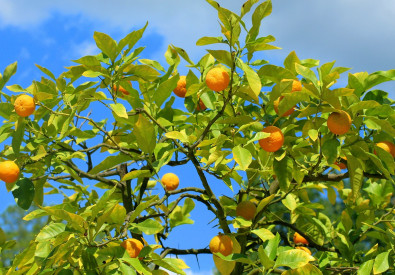 Apadrina un Naranjo - Naranjas y Mandarinas