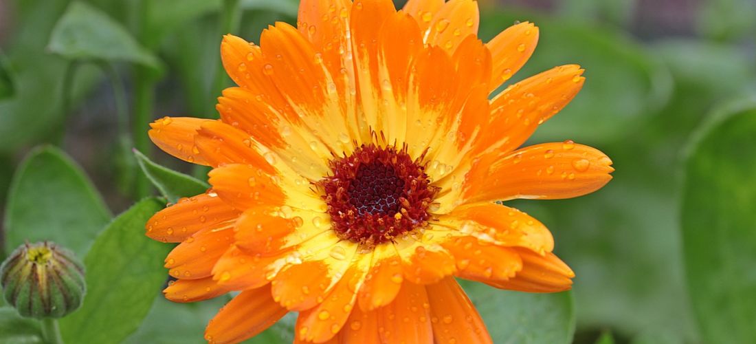 calendula-cd34798fc6.jpg