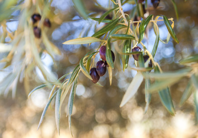 Aceites Toletum- AOVE