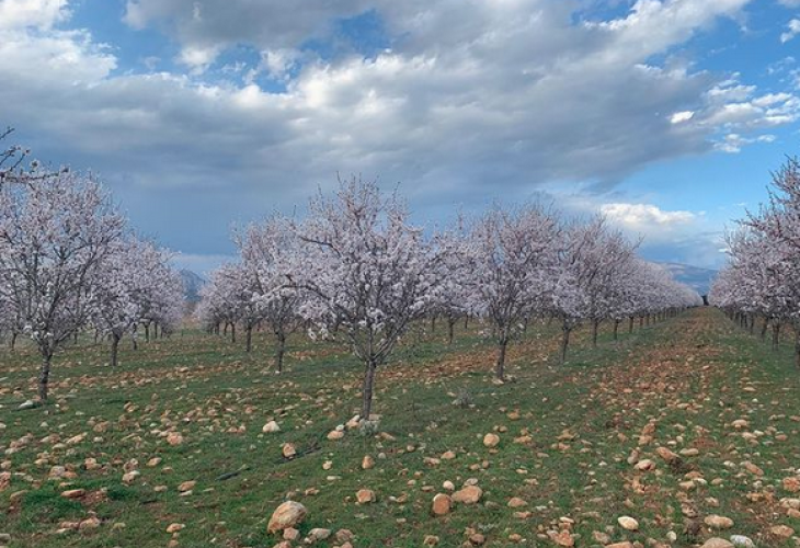 almendros-eco2-1ca8216f98.png